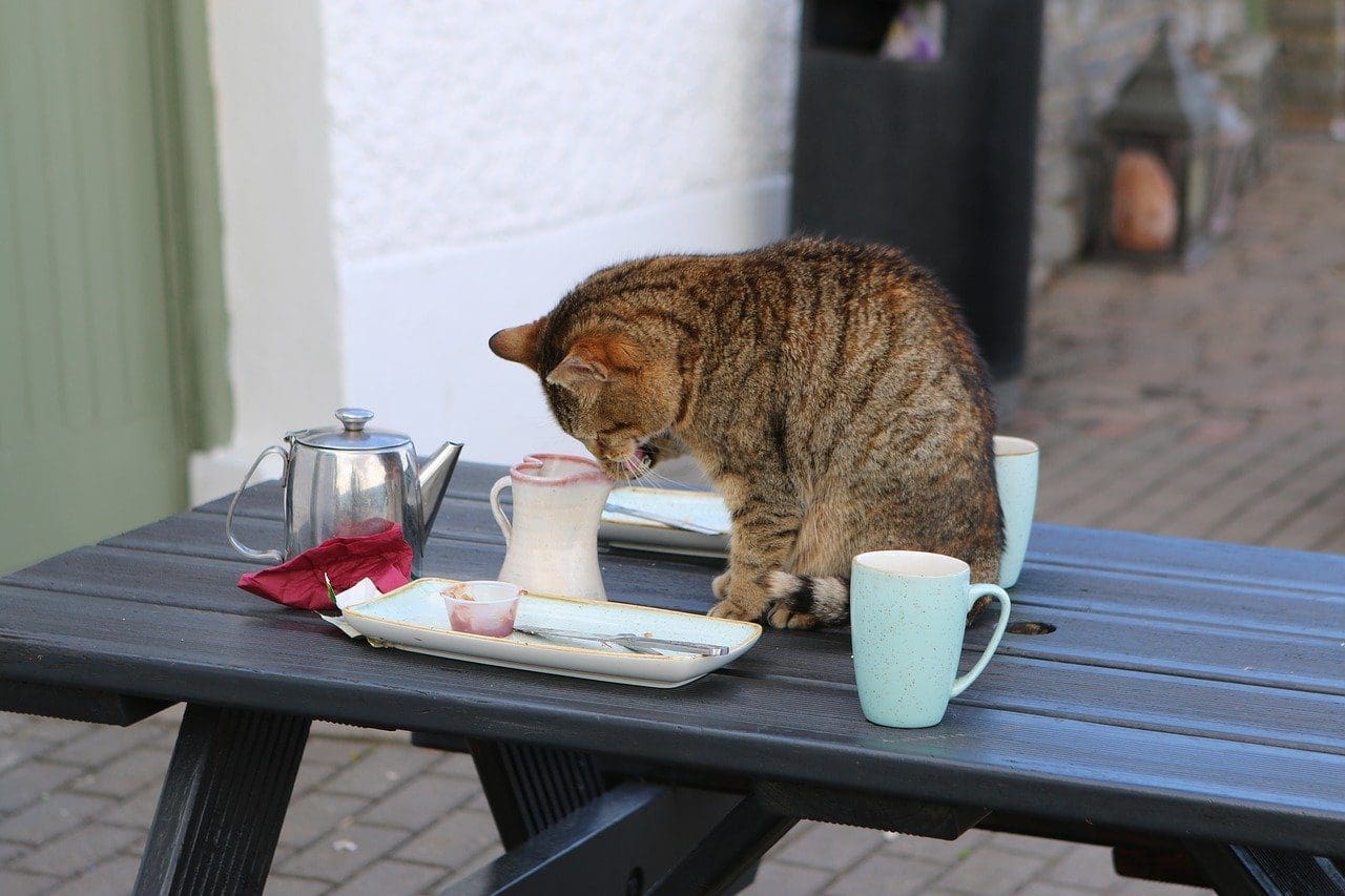 cat in ireland