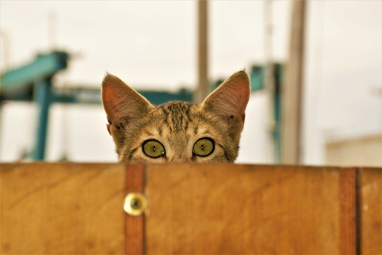 cat looking over and staring
